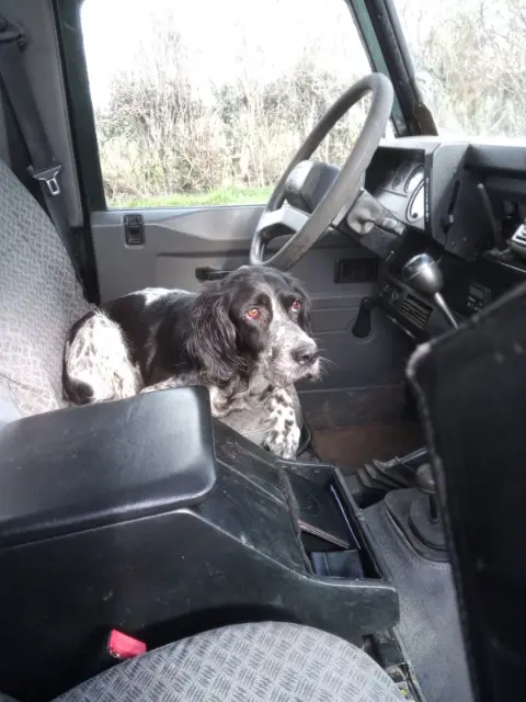 chienne lost   71110 Briant Louna