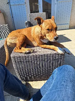 Chienne Perdue - Talys Chienne Perdue - Talys