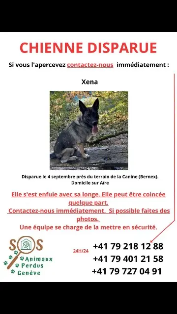 chienne lost   1233 Bernex Xena
