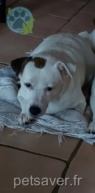 chienne lost 97354 Remire-Montjoly Mousse