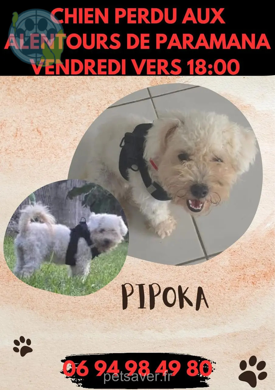 Chienne Perdue - Pipoka Chienne Perdue - Pipoka