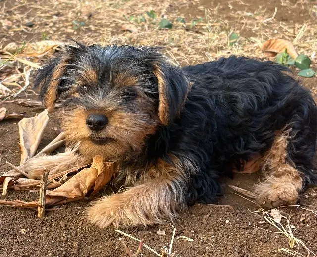 chienne lost   97419 La Possession Bouboule