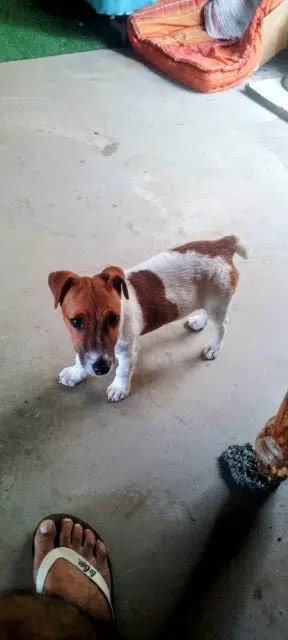 chienne lost   97438 Sainte-Marie Caramel