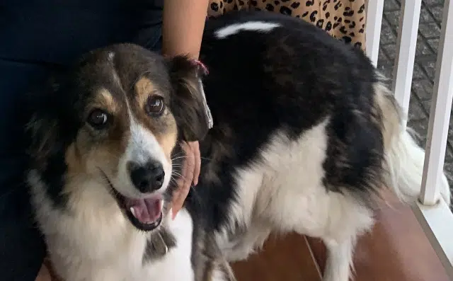 chienne lost   97440 Saint-André Gipsy