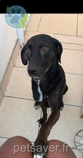 chienne lost 97419 La Possession Maika
