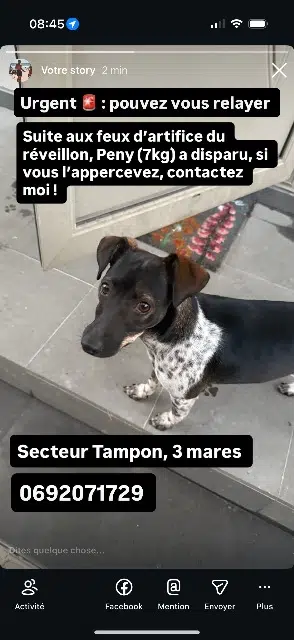 chienne lost    Le Tampon Penny