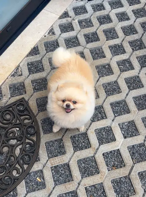 chienne lost    Saint-Benoît Ruby