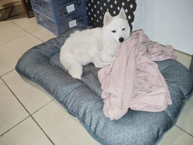 chienne lost   97440 Saint-André Tiksy