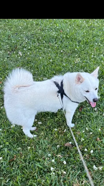 chienne lost   97440 Saint-André Tiksy