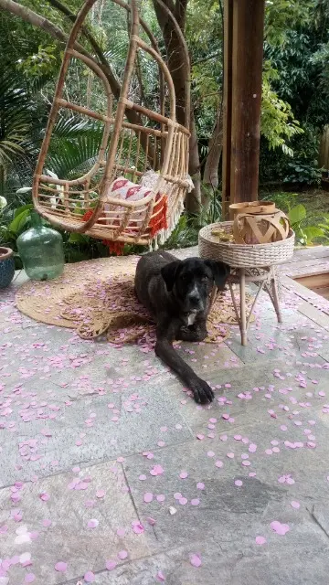 chienne lost    Saint-Pierre Uzoomi