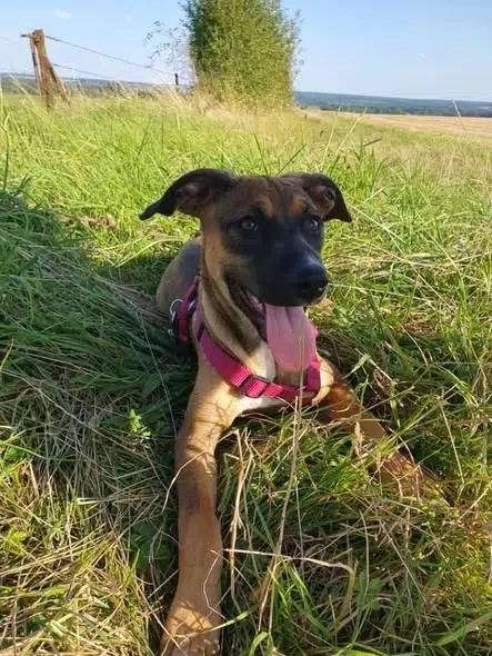 chienne lost   4560 Clavier Apolina