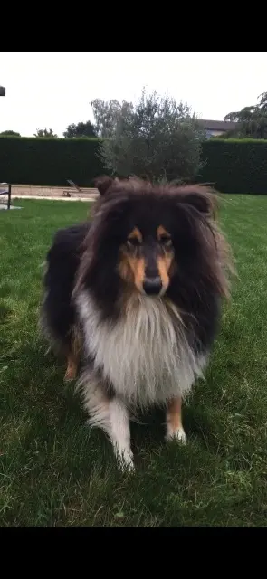 chienne reunited   01600 Toussieux Okie