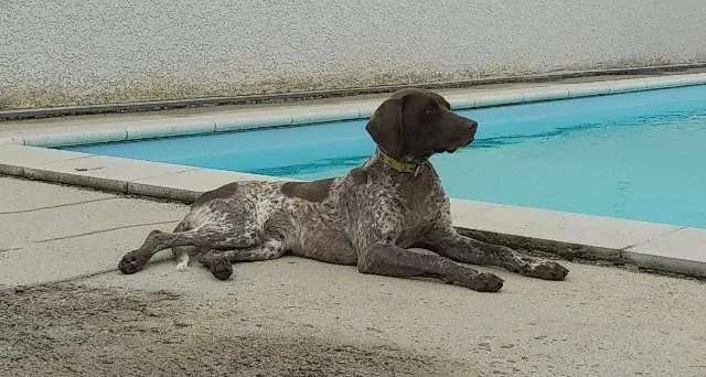 chienne reunited   01240 Saint-Paul-de-Varax Rosa