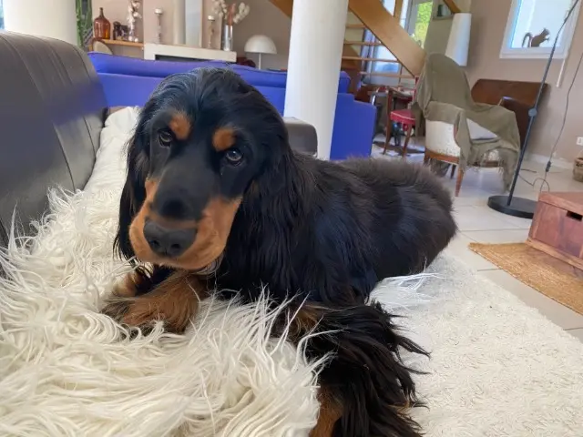 chienne reunited    Crottet VENUS