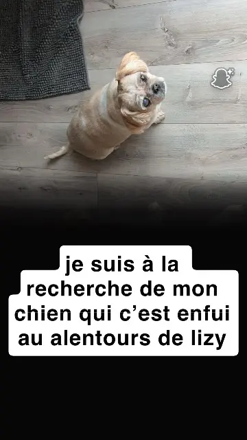 chienne reunited   02320 Anizy-le-Grand Roxy