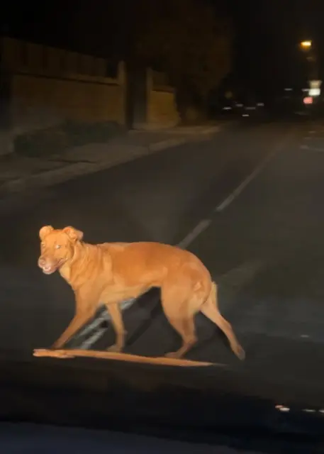chienne reunited   02290 Fontenoy Inconnu