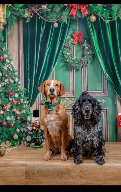 chienne reunited   02160 Œuilly Mokaluckie