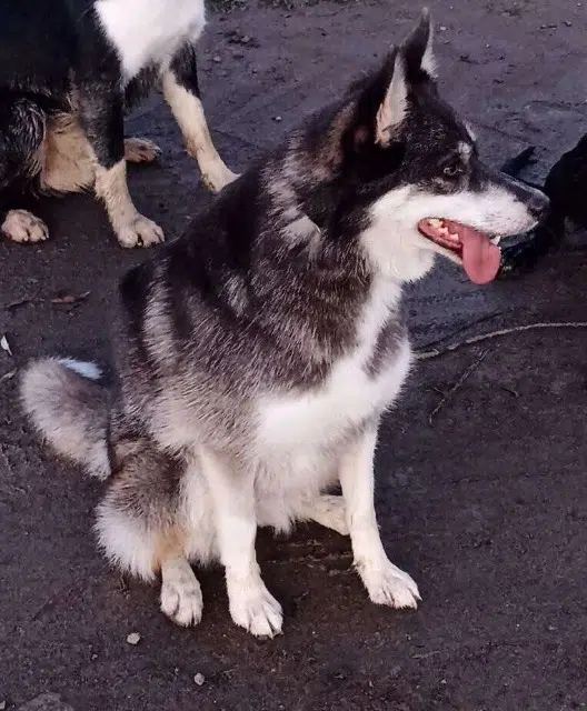 chienne reunited   02300 Blérancourt Sheyenne