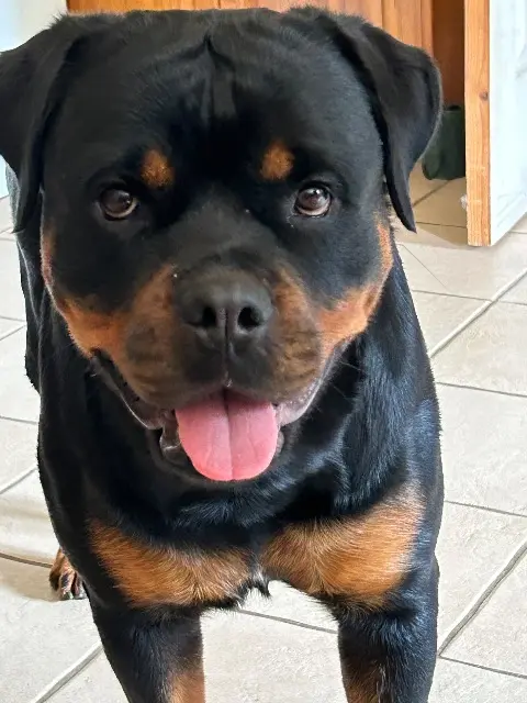 chienne reunited   02300 Marest-Dampcourt Sibia