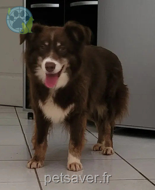 chienne reunited   03500 Saint-Pourçain-sur-Sioule Moka