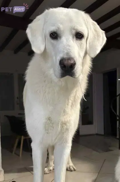 chienne reunited   04000 Digne-les-Bains Aika