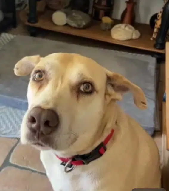 chienne reunited   04200 Aubignosc Djinn