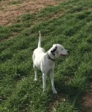 chienne reunited   04700 Le Castellet Snow