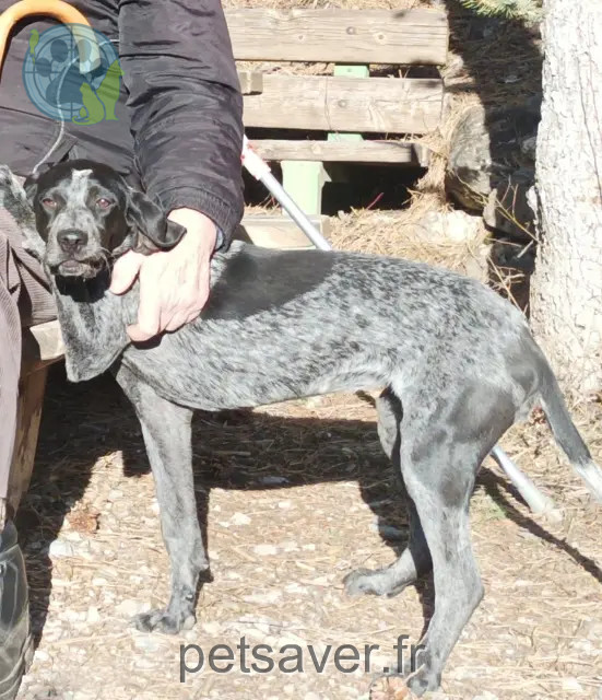 chienne reunited 05120 Saint-Martin-de-Queyrières Mirka