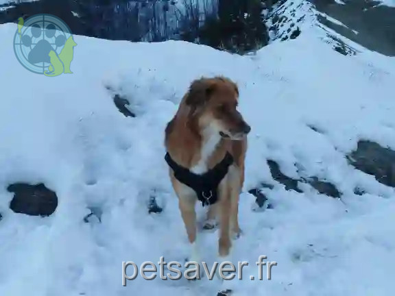 Chienne Trouvée 05 Hautes-Alpes - Rasta Chienne Trouvée 05 Hautes-Alpes - Rasta