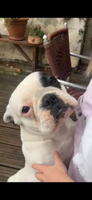 chienne reunited    Grasse Agate