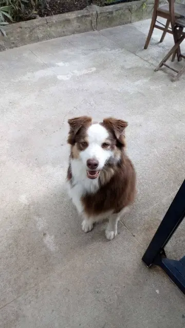 chienne reunited   06440 Blausasc Gipsy