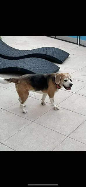 chienne reunited   06140 Vence Isis