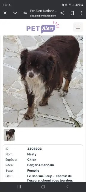 chienne reunited   06620 Le Bar-sur-Loup Nesty
