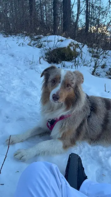 chienne reunited    Nice Noisette