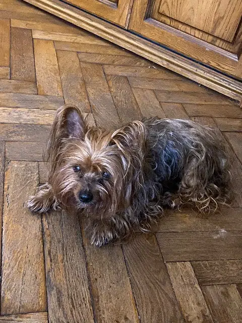 chienne reunited    Nice Non