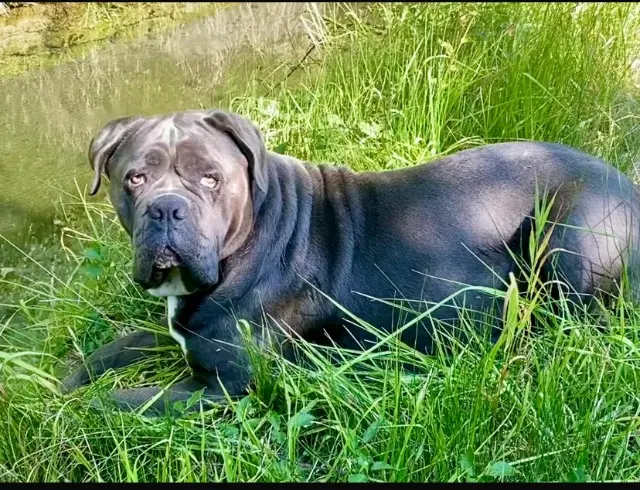 chienne reunited   06460 Saint-Vallier-de-Thiey Plume