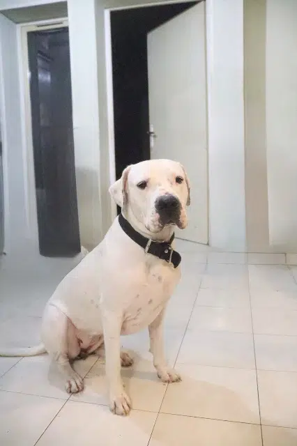 chienne reunited   06690 Tourrette-Levens Tania