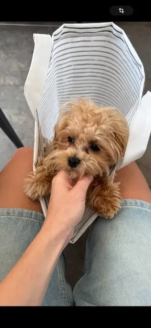 chienne reunited   06230 Вильфранш-сюр-Мер Sonya