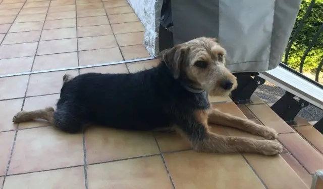 chienne reunited   07170 Villeneuve-de-Berg Samba