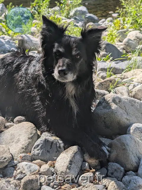 chienne reunited 07450 Burzet Vignolle
