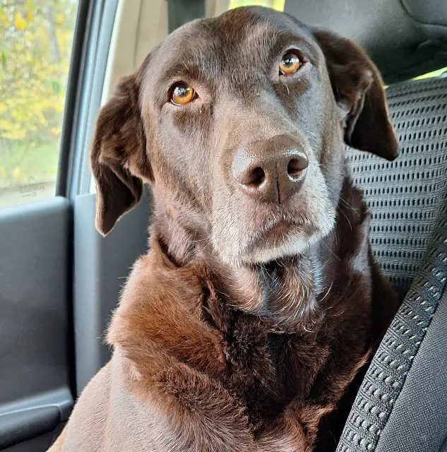 chienne reunited   10270 Courteranges Prune