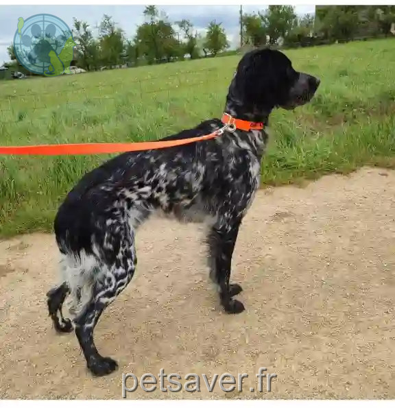 Chienne Trouvée 10 Aube - Ulline Chienne Trouvée 10 Aube - Ulline
