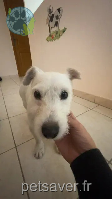 chienne reunited   10170 Rhèges Vegas