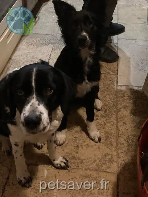 chienne reunited 10140 Magny-Fouchard Visky