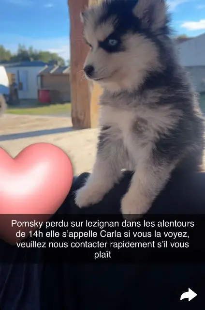 chienne reunited   11200 Lézignan-Corbières Carla