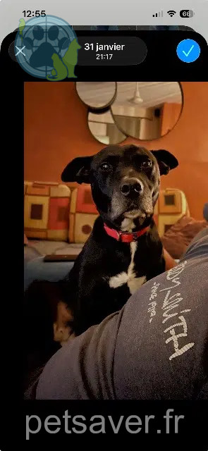 chienne reunited 11250 Couffoulens Nalah