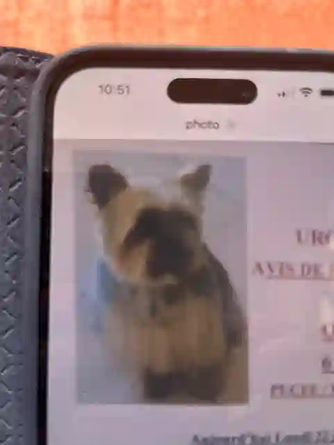 Chienne Perdue 11 Aude - Orna Chienne Perdue 11 Aude - Orna