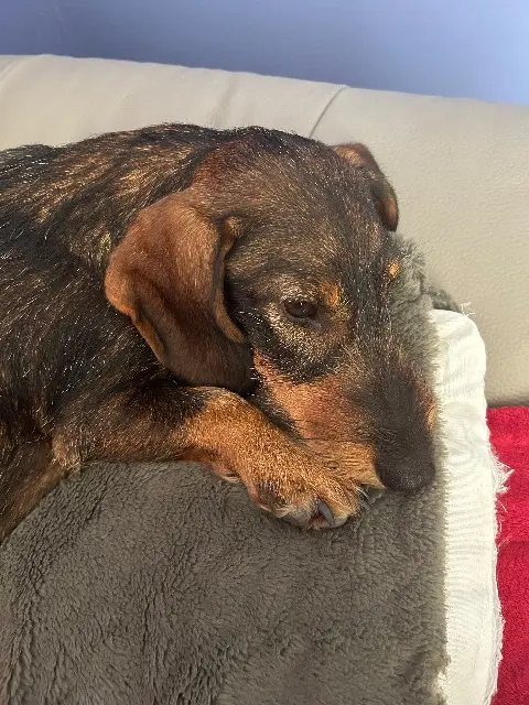 chienne reunited   12430 Ayssènes Utopie