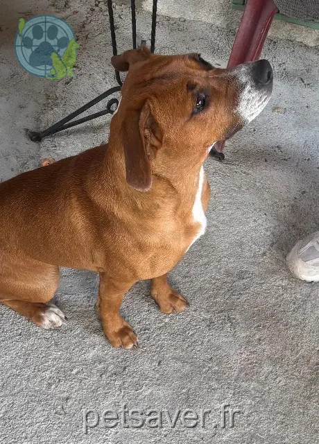 chienne reunited   12300 Decazeville Vinie
