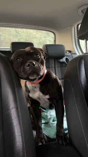 chienne reunited    Aix-en-Provence Taia